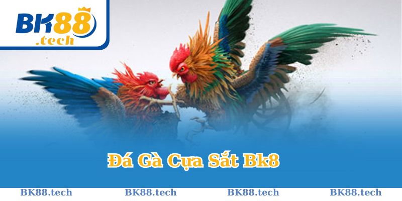 Đá gà cựa tròn: Hình thức chơi đẳng cấp 2024 tại BK8