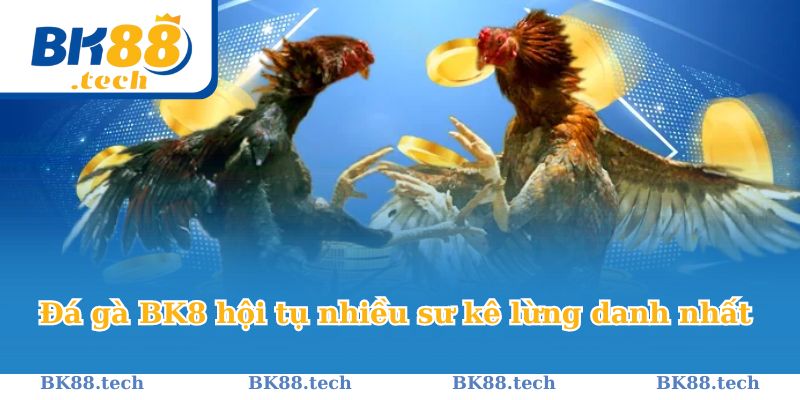 Đá gà BK8 hội tụ nhiều sư kê lừng danh nhất