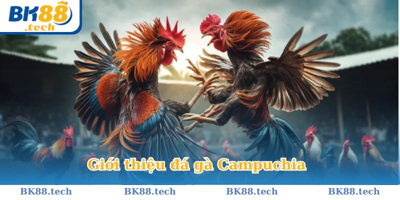 Đá gà Campuchia rất được yêu thích bởi sư kê