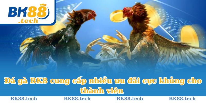 Đá gà BK8 cung cấp nhiều ưu đãi cực khủng cho thành viên