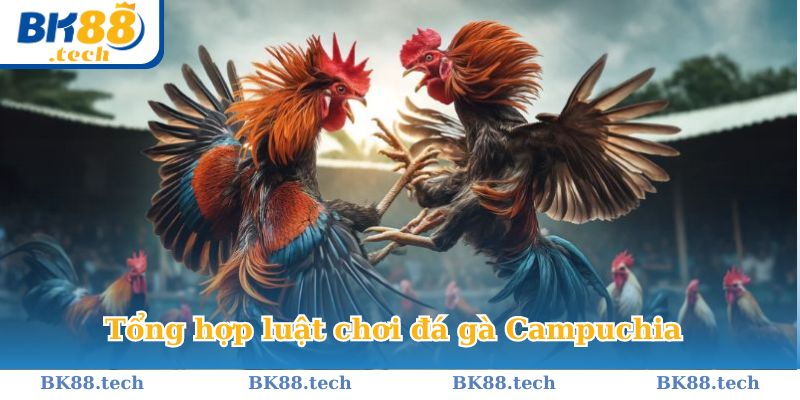 Chi tiết về luật chơi đá gà tại Campuchia